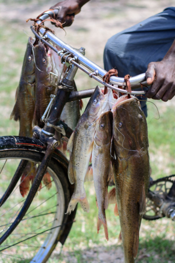 Fish are tied to the bicycle handlebars