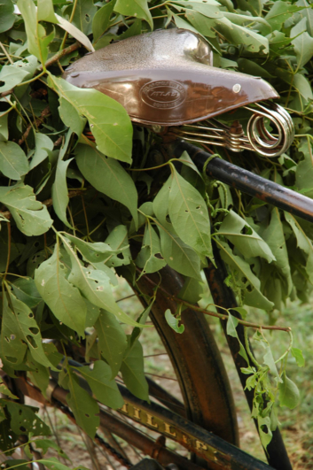 A bicycle carries leaves in India.