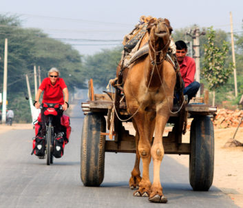 Cyclist passes camel in Rajasthan
