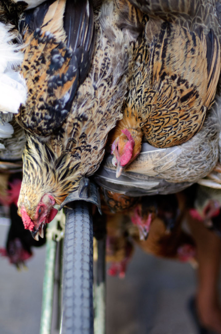 Chickens hang from bicycle handlebars in Kathmandu, Nepal.