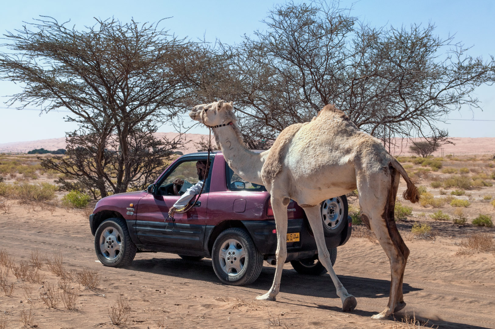 An Omani walks his camel while driving his truck.