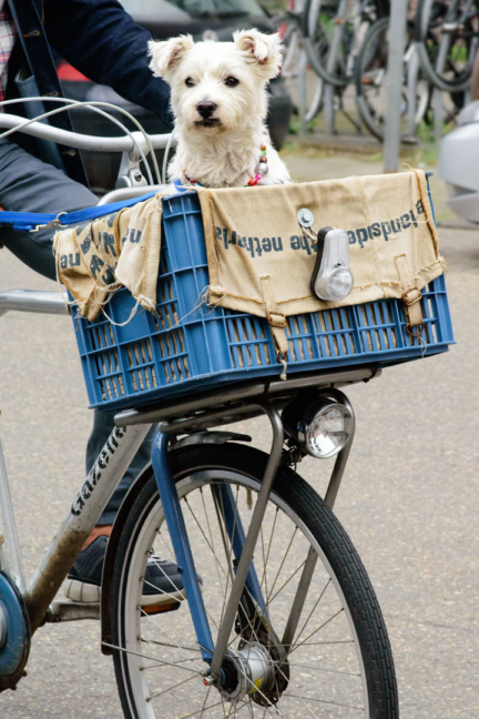 amsterdam-bicycle-dog